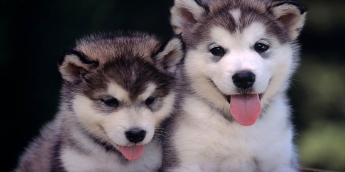 1920x1080 Husky Pup Wallpapers HD:Amazon.com