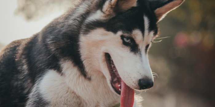 1000x1500 500+ Siberian Husky Wallpapers [HD