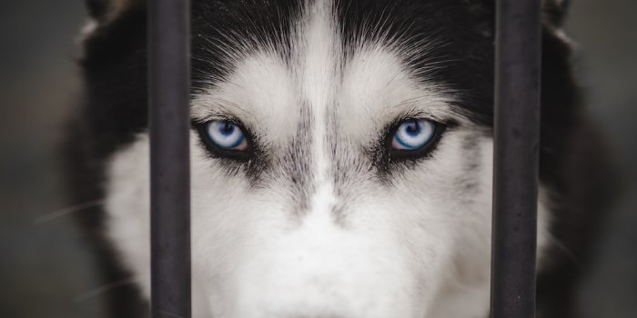 1000x1551 Black Husky Wallpapers