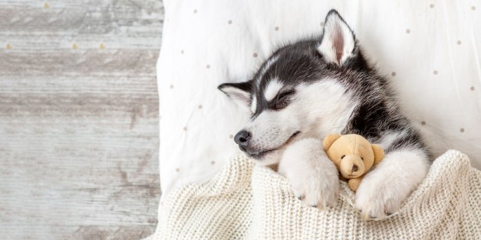 2560x1440 Siberian Husky Wallpaper 4K, Teddy bear