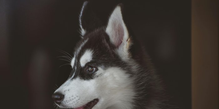 3786x4732 Siberian Husky Photos, Download The