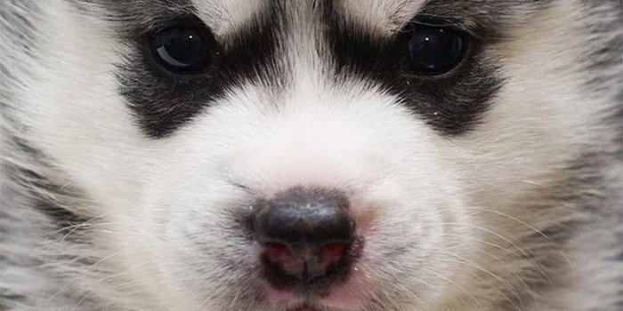 1080x1920 Husky puppy - Best htc one wallpapers