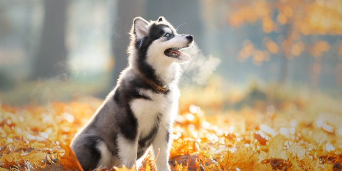 1920x1280 Animal Siberian Husky HD Wallpaper