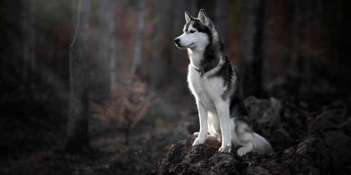 1920x1280 Huskies Desktop Wallpapers