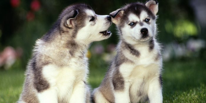 1920x1080 Siberian Husky puppies wallpaper