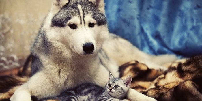 2560x1600 Husky Dog Ultra HD Desktop Background