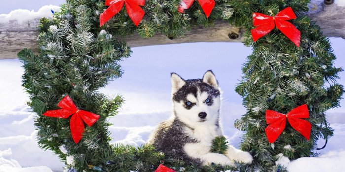 1920x1080 Husky Pup Wallpapers HD:Amazon.com