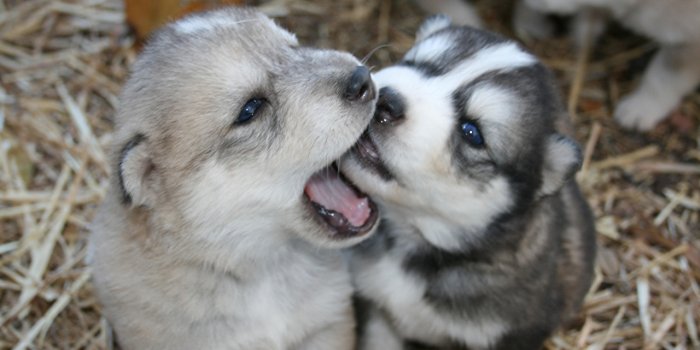 1280x853 Desktop Wallpapers Husky Puppy Alaskan
