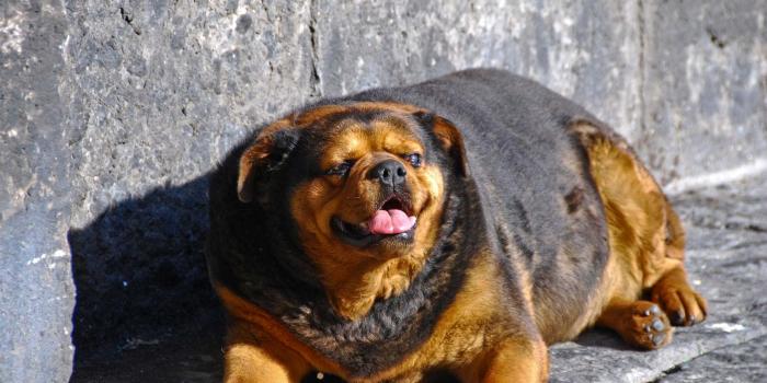 1920x1080 100+] Fat Dog Wallpapers | Wallpapers.com