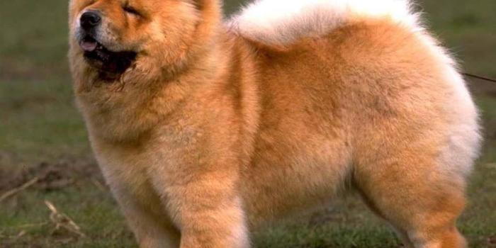 1024x768 Desktop Wallpapers » Animals