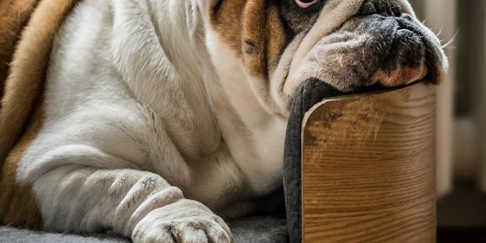 1000x1500 Fat Dog Pictures | Download Free Images