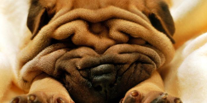 1600x1200 Fat Puppy Wallpapers