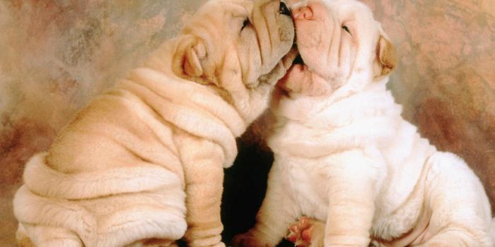 1920x1200 Fat Dogs Wallpapers