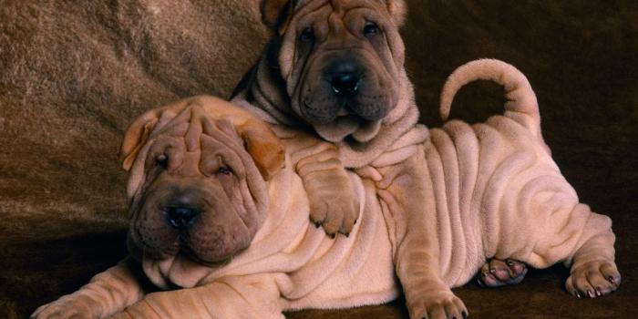 1600x1200 Chubby Dog Wallpapers