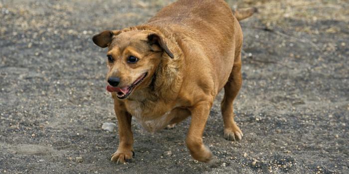 1920x1283 Download Adorable Fat Dog Relaxing In
