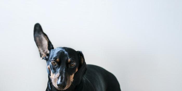 1000x1506 Fat Dog Pictures | Download Free Images