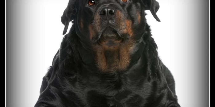 1600x1444 Download Adorable Fat Dog Lounging