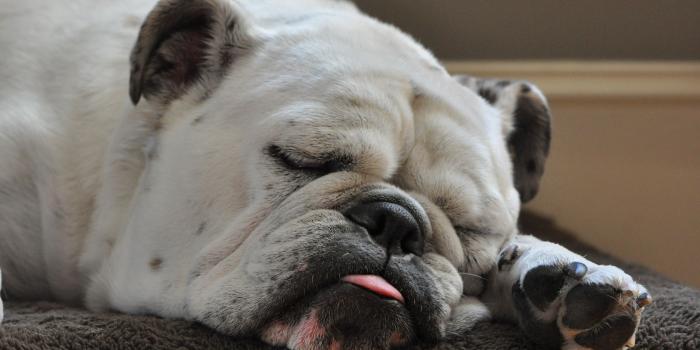 2560x1600 Fat wallpapers for desktop, download