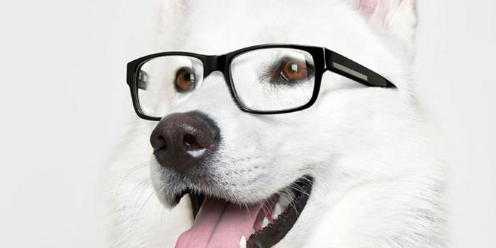 1024x1024 Funny Fat Dog | iPad Wallpaper