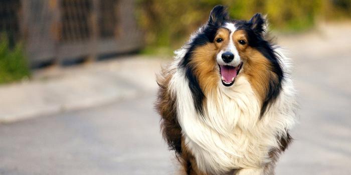 1476x583 Choose a Great Boarding Kennel