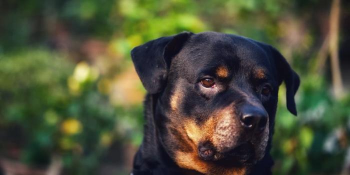 1200x675 of Rottweilers