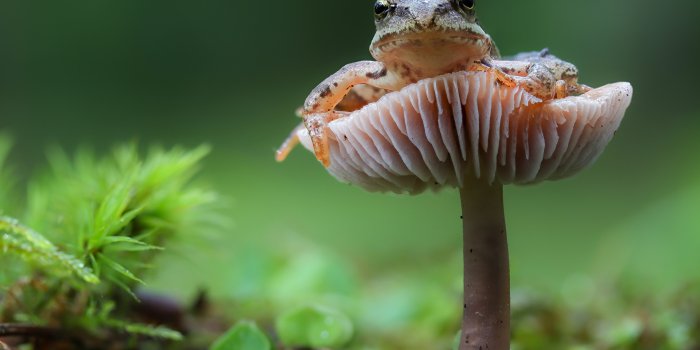 1920x1200 Picture frog Bokeh Mushrooms nature