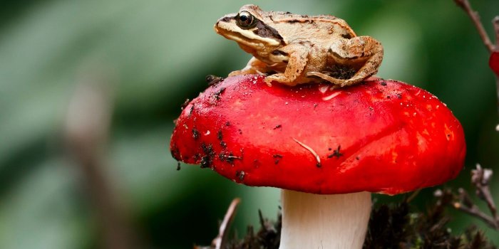 1400x1050 Mushroom Frog Wallpapers