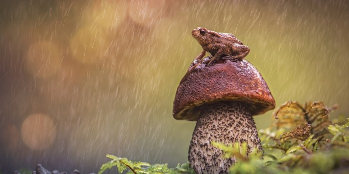 1332x850 Mushroom Frog Wallpapers