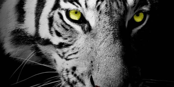 886x1920 Animal wallpaper, Tiger wallpaper, Animals