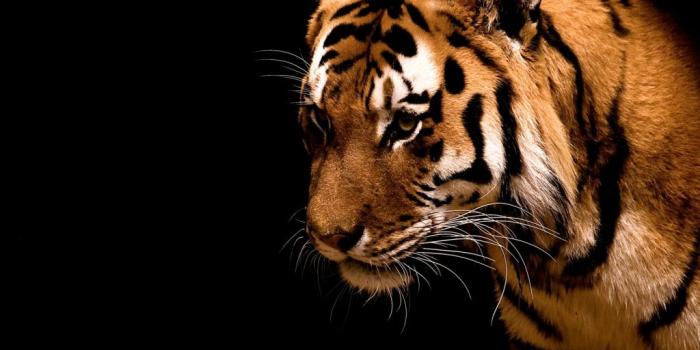 1024x768 Fearless 4K wallpapers for your desktop