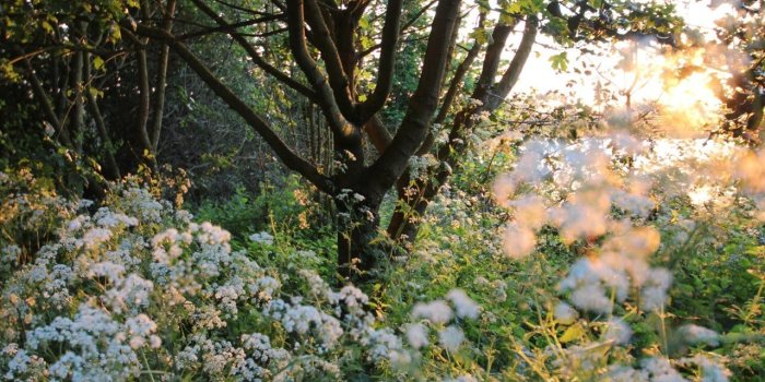 1280x853 Fairycore Desktop Wallpapers