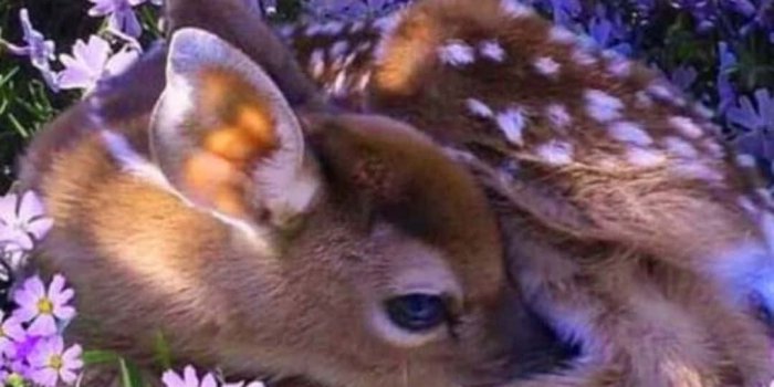 1080x1920 Deer Fairycore Background | Wallpapers