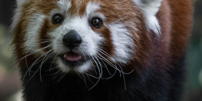1000x1778 550+ Red Panda Pictures | Download Free