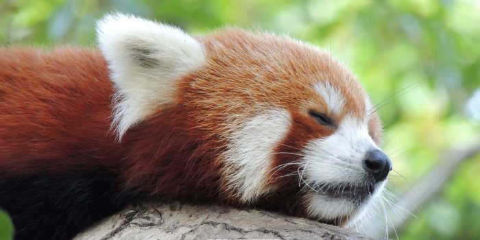 1920x1080 cuddly Red Panda! Wallpaper