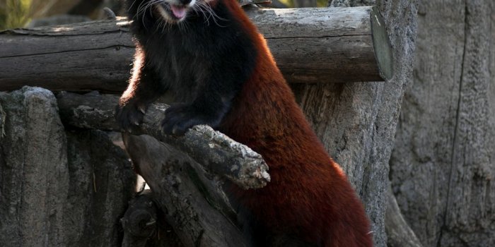 1000x1500 550+ Red Panda Pictures | Download Free