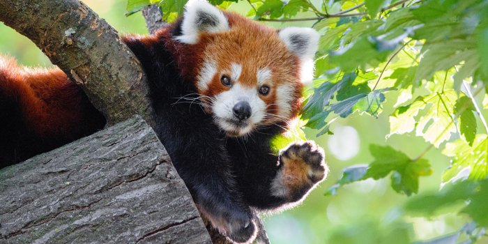 6000x4000 Red Panda