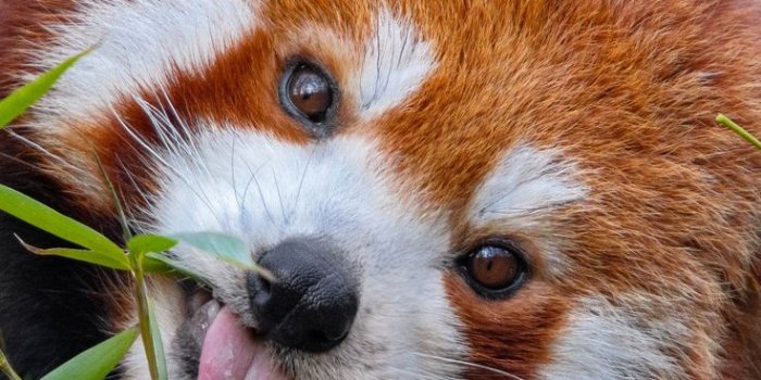 736x1308 Red Panda | Red panda, Cute animals