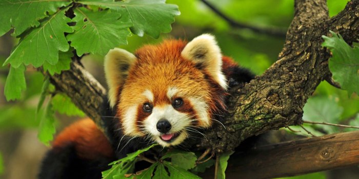 1920x1200 Red Panda Wallpaper [1920 x 1200] : r