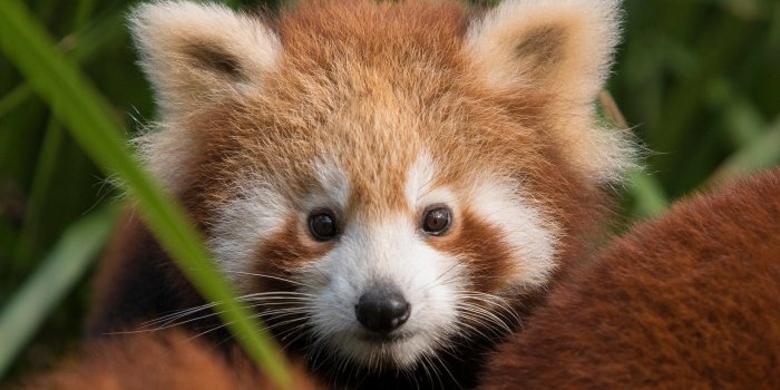 1920x1080 My red pandas wallpapers collection