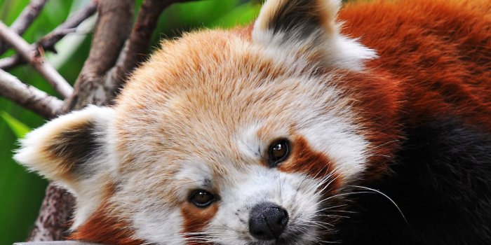 1600x1200 Desktop Wallpapers Pandas Red panda