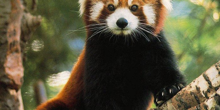 1024x768 Red Panda Wallpaper and Background