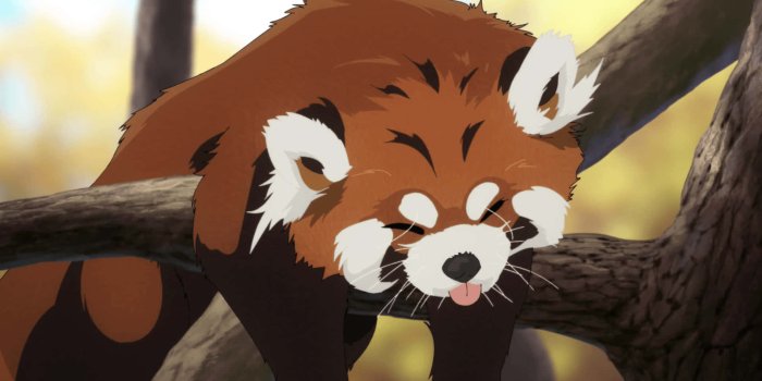 1920x1080 100+] Cute Red Panda Pictures