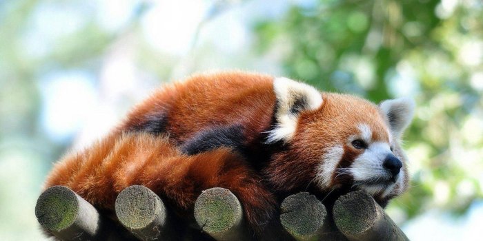 1920x1200 Download Red Panda Wallpapers for FREE