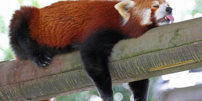 2560x1600 Red panda [8] wallpaper - Animal