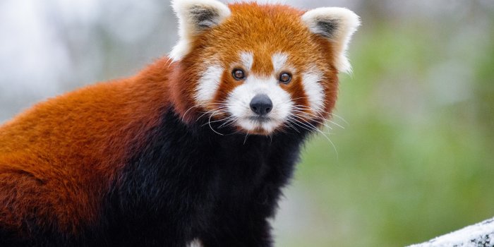 2560x1080 2560x1080 Red Panda 5k Wallpaper