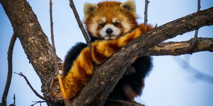 1000x1250 550+ Red Panda Pictures | Download Free
