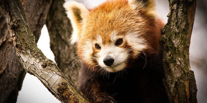6000x4000 260+] Red Panda Wallpapers