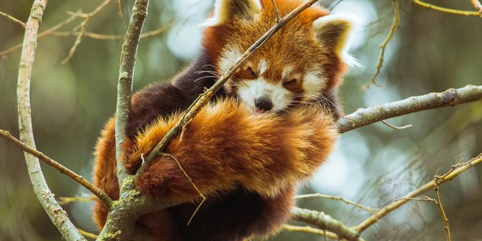 5014x3932 Red Panda Photos, Download The BEST