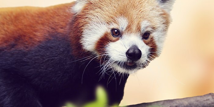 1152x1024 Desktop Wallpapers Pandas Red panda