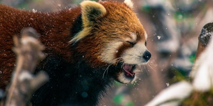 1000x1250 550+ Red Panda Pictures | Download Free